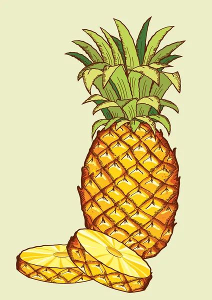 taze ananas fruit.vector için izole