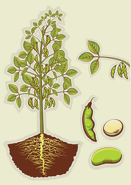 Soybean plant.Vector green illustration isolated for design — Stock Vector