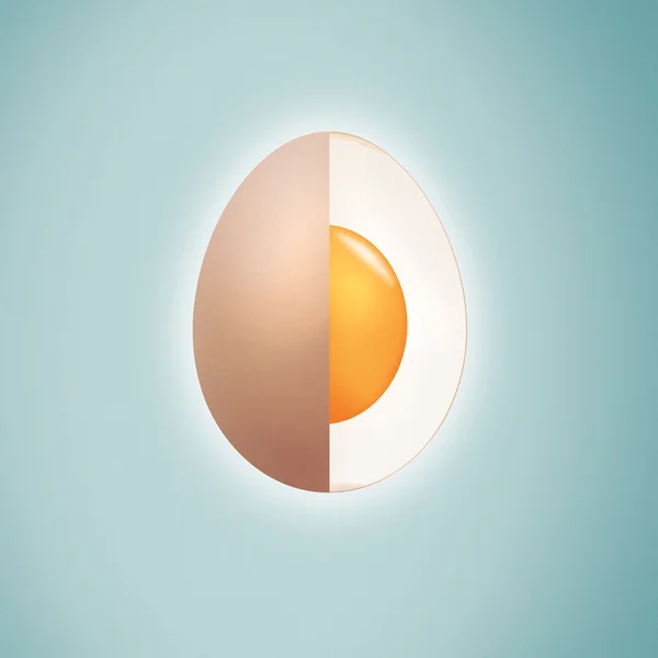 Яйце поперечний переріз . — стокове фото