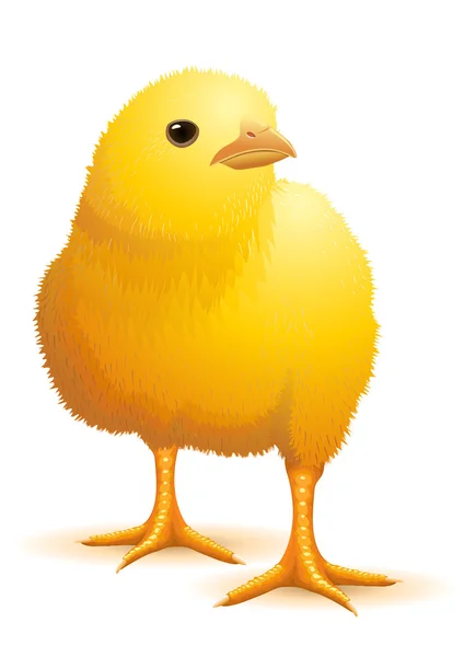 Pasgeboren chick. — Stockvector