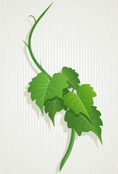 Druivenmost groene bladeren samenstelling. — Stockvector