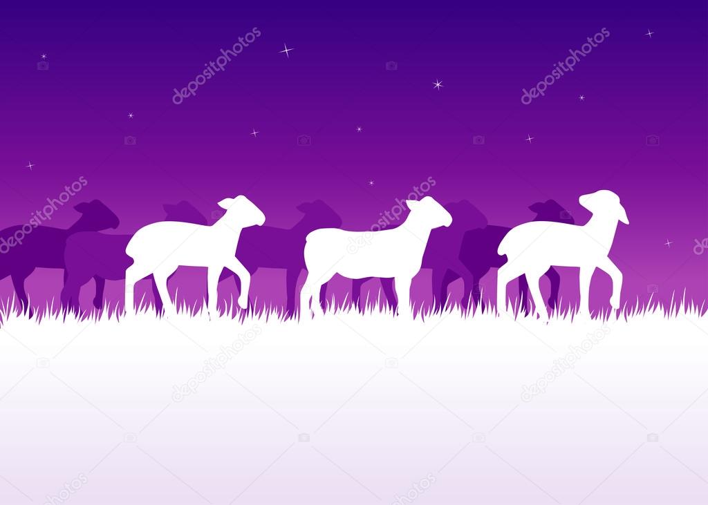 lambs in the night