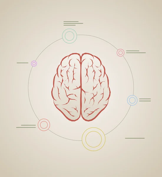 Beyin Infographic şablonu — Stok Vektör