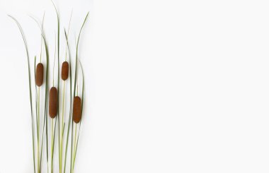 Cattail şubesi beyaz arkaplan, üst görünüm, metin için yer