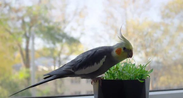 Söt papegoja cockatiel äta färskt vete groddar — Stockfoto