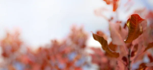 Banner of autumn leaves on a background of the sky. Selective blurred focus. Place for your text. — Stock Photo, Image