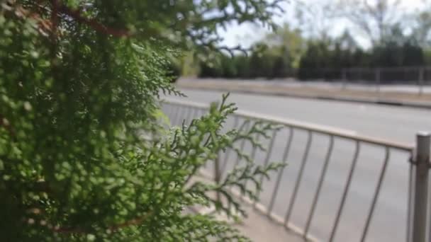바람에 나부끼는 나무, 자동차를 운전하는 모습 이 흐릿 한 도로 배경 위에 있다 — 비디오