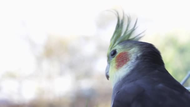Pappagallo grigio cockatiel guarda fuori dalla finestra su uno sfondo sfocato — Video Stock