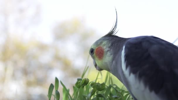 Parrot cockatiel eating sprouted grass on blurred background — Stock Video