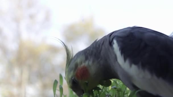 Gray parrot cockatiel looks out the window on a blurred background — Stock Video