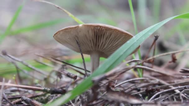 Giftig beige svamp i skogen. oätlig svamp — Stockvideo