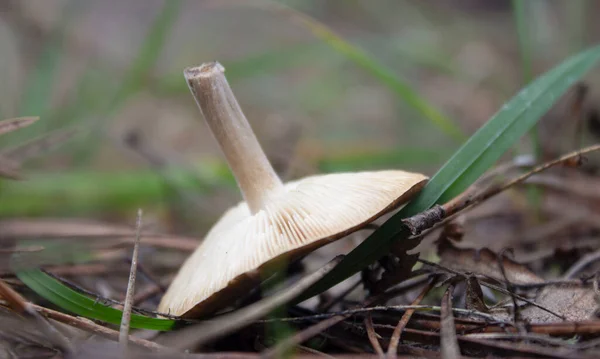 Giftige beige paddenstoel in het bos. niet-eetbare paddenstoel — Stockfoto