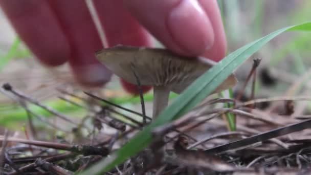 Рука женщины режет ядовитый гриб ножом в лесу — стоковое видео