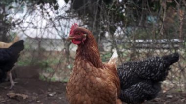 Tavuk kümesinde yürüyen tavuklar. Serbest çiftlikteki tavuklar. Çiftlik bahçesinde yürüyen tavuklar. kümes hayvanları