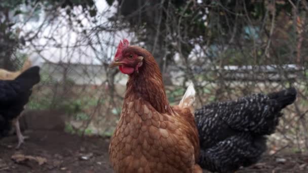 Kippen lopen in een open kippenhok. Kippen in een vrije uitloop boerderij. Kippen die op de boerderij lopen. pluimvee — Stockvideo