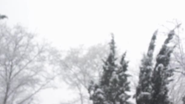 Fallande snö på bakgrunden av suddiga träd, suddig bakgrund på vintern. Jul defocused abstrakt bakgrund. — Stockvideo