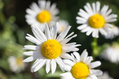 Pastoral yaz çayır kır çiçekleri - beyaz papatya