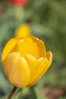 Sarı laleler Bahar çiçeği