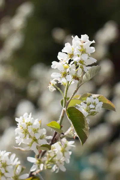 Beyaz kiraz ağaç bahar çiçeği — Stok fotoğraf