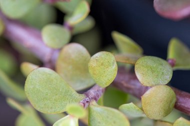 Sabahları yeşil bir bahçede pembe bir zambak manzarası.