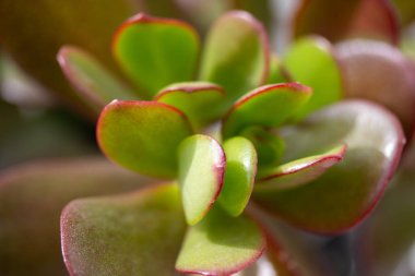 Sabahları yeşil bir bahçede pembe bir zambak manzarası.