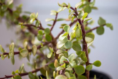 Sabahları yeşil bir bahçede pembe bir zambak manzarası.