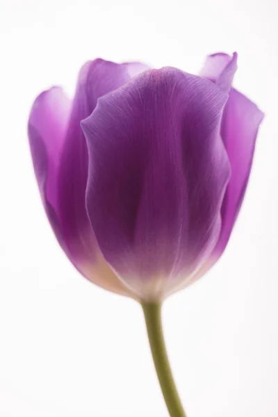 Tulip Stock Picture