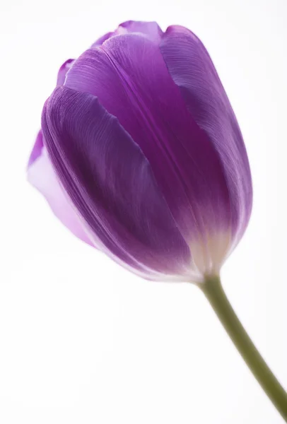 Tulip Royalty Free Stock Photos