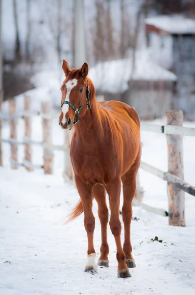 Horse Racing — Stock Photo, Image