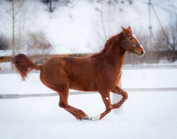 馬のレース — ストック写真