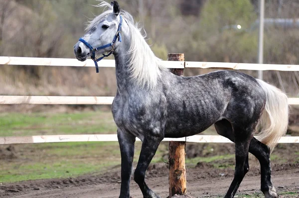 Course de chevaux — Photo