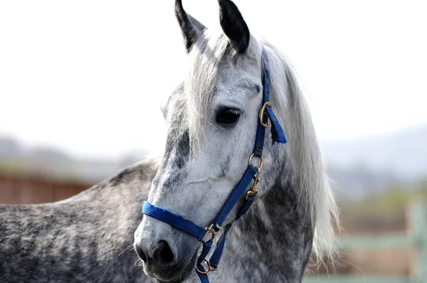 Course de chevaux — Photo