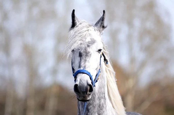 Course de chevaux — Photo