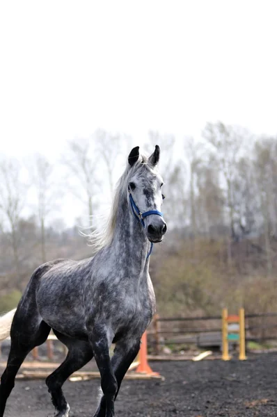 Koňské dostihy — Stock fotografie