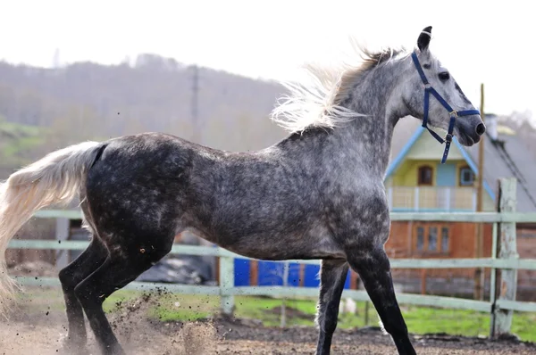 Course de chevaux — Photo