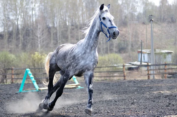 Carreras de caballos — Foto de Stock