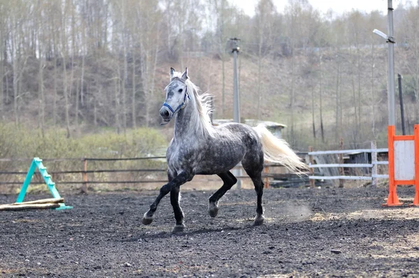 Carreras de caballos — Foto de Stock