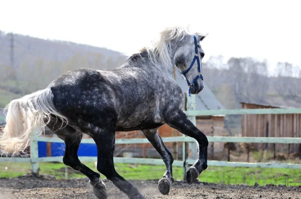 Course de chevaux — Photo