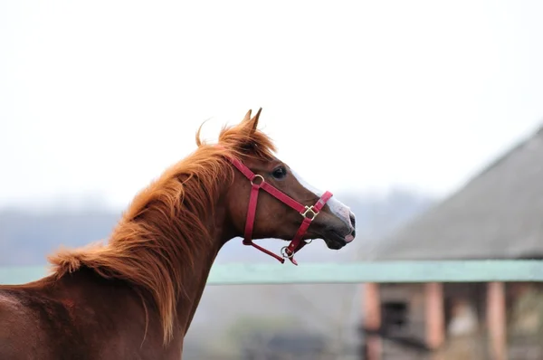 Carreras de caballos —  Fotos de Stock