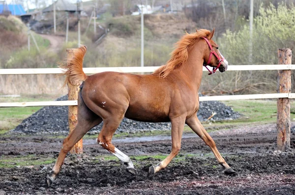 馬のレース — ストック写真