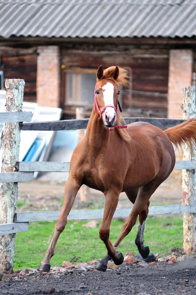 Carreras de caballos — Foto de Stock