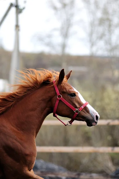 Carreras de caballos — Foto de Stock