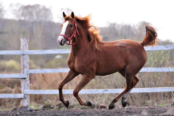 Horse Racing — Stock Photo, Image