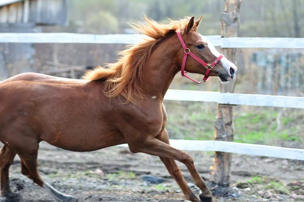 Carreras de caballos — Foto de Stock