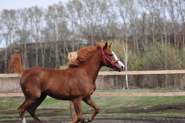 Скачки лошадей — стоковое фото