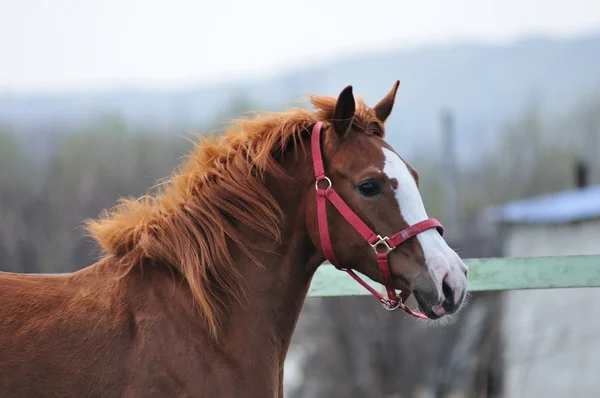 Horse Racing — Stock Photo, Image
