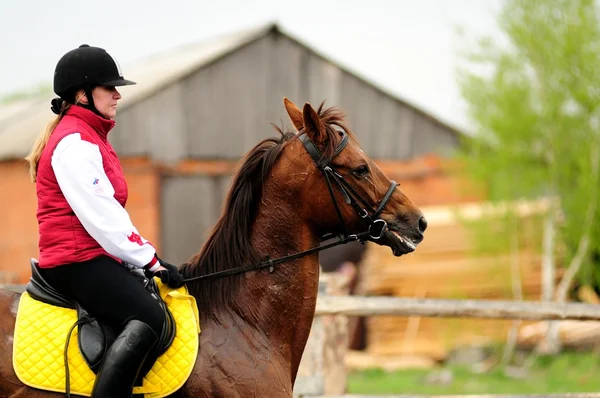 Paardenrennen — Stockfoto