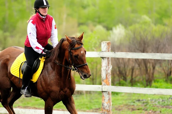 Paardenrennen — Stockfoto