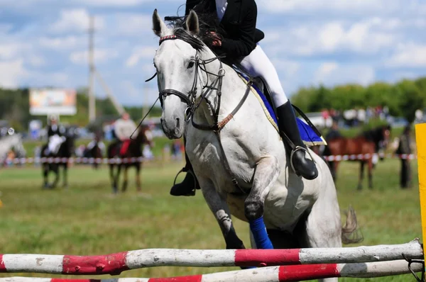 Paardenrennen — Stockfoto