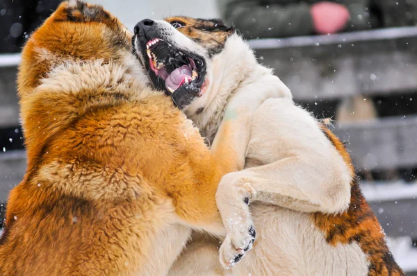Köpek dövüşü